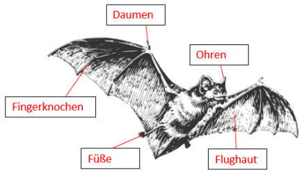 Klassenarbeit zu Tiere im Winter